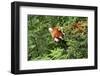 Little Red Panda-AarStudio-Framed Photographic Print