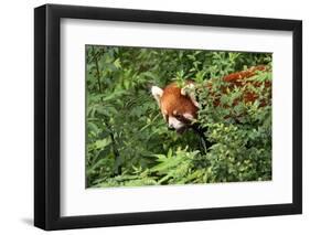 Little Red Panda-AarStudio-Framed Photographic Print