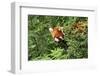 Little Red Panda-AarStudio-Framed Photographic Print