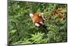 Little Red Panda-AarStudio-Mounted Photographic Print