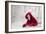 Little Red Riding Hood in Winter-Heike Willers-Framed Photographic Print