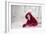 Little Red Riding Hood in Winter-Heike Willers-Framed Photographic Print