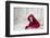 Little Red Riding Hood in Winter-Heike Willers-Framed Photographic Print