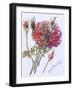 Little Red Roses, 2005-Joan Thewsey-Framed Giclee Print