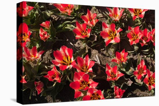 Little Red Tulips in Spring-Ivonnewierink-Stretched Canvas