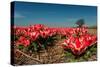 Little Red Tulips in Spring-Ivonnewierink-Stretched Canvas