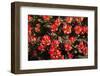 Little Red Tulips in Spring-Ivonnewierink-Framed Photographic Print