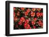 Little Red Tulips in Spring-Ivonnewierink-Framed Photographic Print