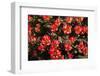 Little Red Tulips in Spring-Ivonnewierink-Framed Photographic Print