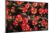 Little Red Tulips in Spring-Ivonnewierink-Mounted Photographic Print