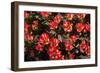 Little Red Tulips in Spring-Ivonnewierink-Framed Photographic Print