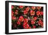 Little Red Tulips in Spring-Ivonnewierink-Framed Photographic Print