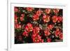 Little Red Tulips in Spring-Ivonnewierink-Framed Photographic Print