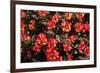 Little Red Tulips in Spring-Ivonnewierink-Framed Photographic Print