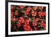 Little Red Tulips in Spring-Ivonnewierink-Framed Photographic Print