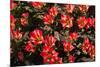 Little Red Tulips in Spring-Ivonnewierink-Mounted Photographic Print