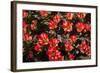 Little Red Tulips in Spring-Ivonnewierink-Framed Photographic Print