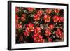 Little Red Tulips in Spring-Ivonnewierink-Framed Photographic Print