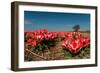 Little Red Tulips in Spring-Ivonnewierink-Framed Photographic Print