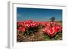 Little Red Tulips in Spring-Ivonnewierink-Framed Photographic Print