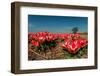 Little Red Tulips in Spring-Ivonnewierink-Framed Photographic Print