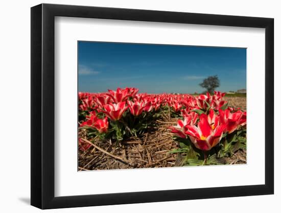 Little Red Tulips in Spring-Ivonnewierink-Framed Photographic Print