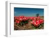 Little Red Tulips in Spring-Ivonnewierink-Framed Photographic Print