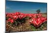 Little Red Tulips in Spring-Ivonnewierink-Mounted Photographic Print