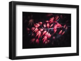 Little Red-Philippe Sainte-Laudy-Framed Photographic Print