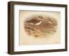 Little Ringed Plover (Aegialitis minor), Killdeer Plover (Oxyechus vociferus), 1900, (1900)-Charles Whymper-Framed Giclee Print