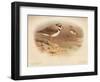 Little Ringed Plover (Aegialitis minor), Killdeer Plover (Oxyechus vociferus), 1900, (1900)-Charles Whymper-Framed Giclee Print