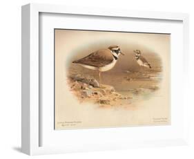 Little Ringed Plover (Aegialitis minor), Killdeer Plover (Oxyechus vociferus), 1900, (1900)-Charles Whymper-Framed Giclee Print