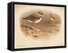 Little Ringed Plover (Aegialitis minor), Killdeer Plover (Oxyechus vociferus), 1900, (1900)-Charles Whymper-Framed Stretched Canvas