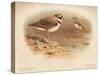 Little Ringed Plover (Aegialitis minor), Killdeer Plover (Oxyechus vociferus), 1900, (1900)-Charles Whymper-Stretched Canvas