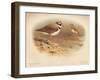 Little Ringed Plover (Aegialitis minor), Killdeer Plover (Oxyechus vociferus), 1900, (1900)-Charles Whymper-Framed Giclee Print