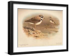 Little Ringed Plover (Aegialitis minor), Killdeer Plover (Oxyechus vociferus), 1900, (1900)-Charles Whymper-Framed Giclee Print