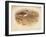 Little Ringed Plover (Aegialitis minor), Killdeer Plover (Oxyechus vociferus), 1900, (1900)-Charles Whymper-Framed Giclee Print