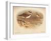 Little Ringed Plover (Aegialitis minor), Killdeer Plover (Oxyechus vociferus), 1900, (1900)-Charles Whymper-Framed Giclee Print