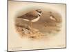 Little Ringed Plover (Aegialitis minor), Killdeer Plover (Oxyechus vociferus), 1900, (1900)-Charles Whymper-Mounted Giclee Print