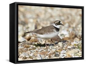 Little Ringed Plover (Charadrius Dubius) on the Edge of Gravel Pit, Hampshire, England, UK, April-Richard Steel-Framed Stretched Canvas