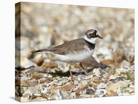 Little Ringed Plover (Charadrius Dubius) on the Edge of Gravel Pit, Hampshire, England, UK, April-Richard Steel-Stretched Canvas