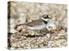 Little Ringed Plover (Charadrius Dubius) on the Edge of Gravel Pit, Hampshire, England, UK, April-Richard Steel-Stretched Canvas