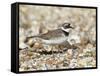 Little Ringed Plover (Charadrius Dubius) on the Edge of Gravel Pit, Hampshire, England, UK, April-Richard Steel-Framed Stretched Canvas