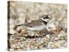 Little Ringed Plover (Charadrius Dubius) on the Edge of Gravel Pit, Hampshire, England, UK, April-Richard Steel-Stretched Canvas