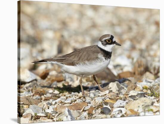 Little Ringed Plover (Charadrius Dubius) on the Edge of Gravel Pit, Hampshire, England, UK, April-Richard Steel-Stretched Canvas