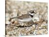 Little Ringed Plover (Charadrius Dubius) on the Edge of Gravel Pit, Hampshire, England, UK, April-Richard Steel-Stretched Canvas