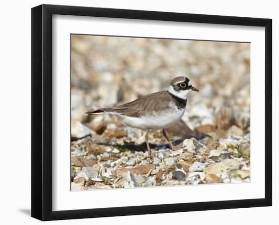 Little Ringed Plover (Charadrius Dubius) on the Edge of Gravel Pit, Hampshire, England, UK, April-Richard Steel-Framed Premium Photographic Print