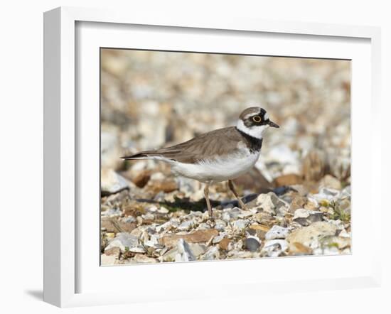 Little Ringed Plover (Charadrius Dubius) on the Edge of Gravel Pit, Hampshire, England, UK, April-Richard Steel-Framed Premium Photographic Print