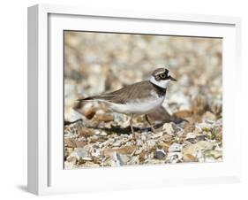 Little Ringed Plover (Charadrius Dubius) on the Edge of Gravel Pit, Hampshire, England, UK, April-Richard Steel-Framed Premium Photographic Print