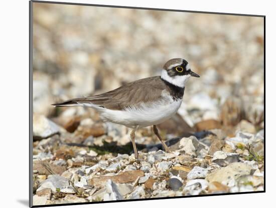 Little Ringed Plover (Charadrius Dubius) on the Edge of Gravel Pit, Hampshire, England, UK, April-Richard Steel-Mounted Premium Photographic Print